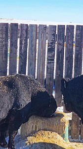 100K views · 801 reactions | Bulls Fighting over water. All day to drink but they both need to drink NOW. #bully #BULL #farmlife #cow #cold | 1HandnFarming | Facebook