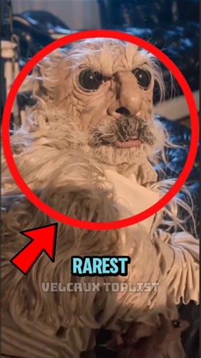 Top 5 Rarest Animals Alive (You’ll Never See These Twice!)