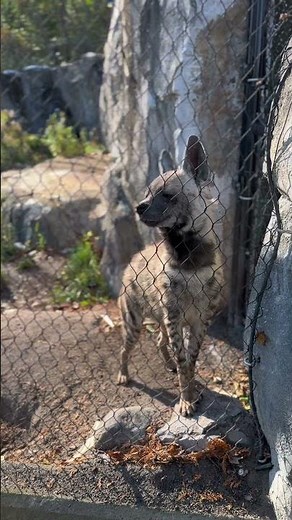 Utica Zoo Animal Highlights