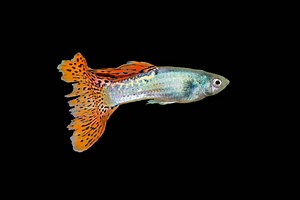 ▷ Guppy » Características, Alimentación, Hábitat, Reproducción, Depredadores