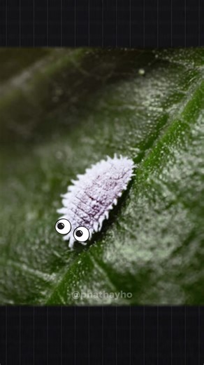 Bạn đang ăn xác bọ mỗi ngày mà không biết? 🤷 #phathayho #LearnOnTikTok #suthat #facts #xuhuong @Phát Hay Ho @Phát Hay Ho @Phát Hay Ho