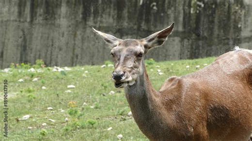 Female deer in a natural environment. Wildlife mammal animal.