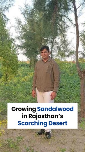 Meet Dr. Jogesh Choudhary — a medical officer who turned 18 bighas of Rajasthan’s desert into a sandalwood forest After losing ₹1.3 lakh and every sapling to termites, he learned through YouTube, built shelterbelts, and used drip irrigation. Today, 400 trees thrive — proof that science, grit, and hope can make even the desert bloom. #TheBetterIndia #DesertMiracle #SandalwoodFarming #Rajasthan #Innovation #RajasthanDesert #GreenIndia #SustainableFarming #EcoWarrior [Sandalwood Farming In Rajastha
