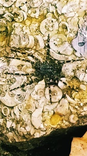 "Fishing Spider Roosting Atop Crinoid Fossil Conglomerate"