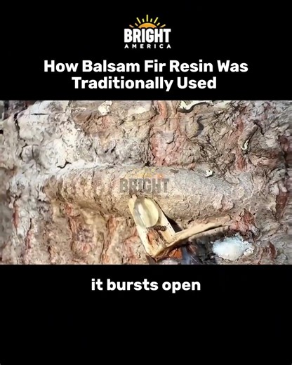How Balsam Fir Resin Was Traditionally Used