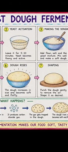 🍞 Yeast Dough Fermentation Toon Chart 🧪Creative Poster Making | School Project #hhw Science Chart