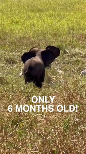 Baby Elephants Playing in Africa 🐘❤️ | Safari Footage