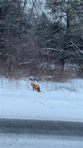 American Red Fox 🦊 Sighting