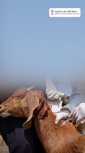 Keep goats and sheep protected with timely vaccinations deworm first, follow the PPR, FMD, Enterotoxaemia, and HS schedule, and update records on the Bharat Pashudhan portal. Vaccination prevents major diseases, supports growth, and reduces treatment costs. After each shot, give animals rest, clean water, light feed, and consult a vet if reactions last beyond 24 - 48 hours. #GoatFarming #SheepFarming #LivestockCare #AnimalHealth #VaccinationTips #BharatPashudhan #HealthyLivestock | Dept of Anima