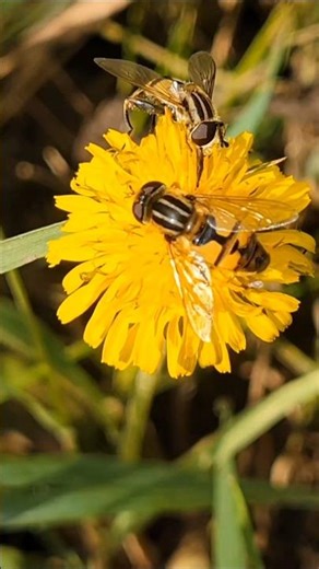 Hoverflies Pollinating a Dandelion Flower! #incredibleinsects #shorts #southdakota #pollinators