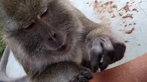 Bugs Bullock Java Macaque King Of Misfitland