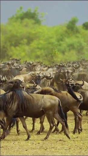 AMAZING AFRICA / Inspiring Cinematic Tribal Safari Jungle Nature Instrumental Background Music