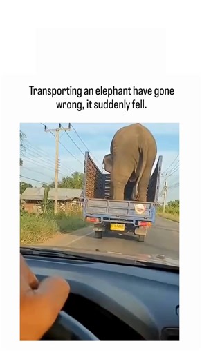Multiverse ™🇺🇸 | #The post shares a 10-second dashcam video depicting an elephant slipping off a transport truck, rolling down an embankment, and standing... | Instagram