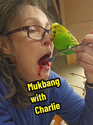 Dinner Time: Quality Control with Charlie the Budgie