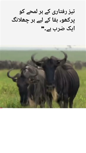 Bull 🐂 #unfrezzmyaccount #youtubeshorts #inshotediting