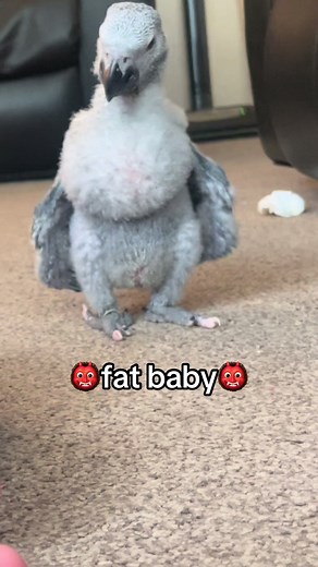 Funny Baby African Grey Parrot Compilation