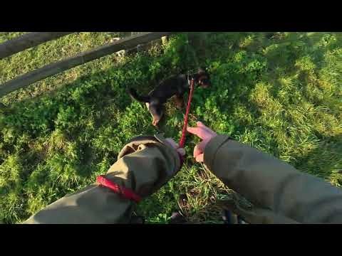 Ep11 Wandering & Joining A Friendly Dog Walker