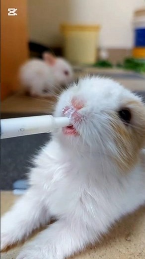 Rabbits Growing Up | From Newborn to 2 Months #rabbitfarming #rabbits #farmlife