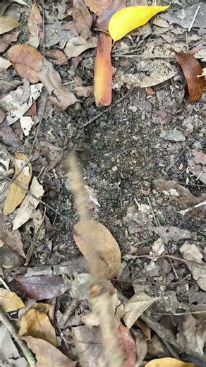 Exploring Earth until meet a human Day 02 #alienreaction #curiouscontent #futuristicpov #povcontent