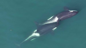 WATCH: Drone footage reveals orcas using tools in a stunning first