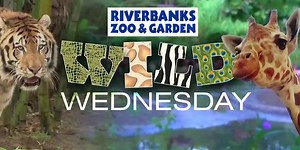 Soda City Live: Riverbanks Zoo and Garden’s Bridge to the Wild Vision