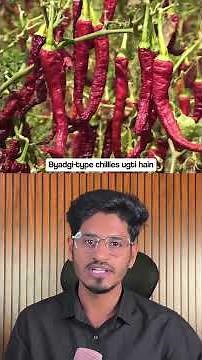 Why Byadgi Chilli Is Famous Across India | Karnataka’s Red Gold