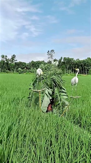 A boy bird hunting techniques #bird #hunting #funny #comedy #vietnam