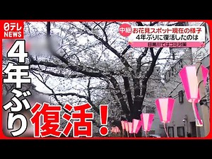 【4年ぶり】桜のライトアップ再開 都内の花見スポット・目黒川沿いの様子は？