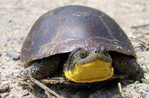 Detroit Zoo Researchers Study 'Smiling' Turtles' Personalities to Learn Why They're Dying