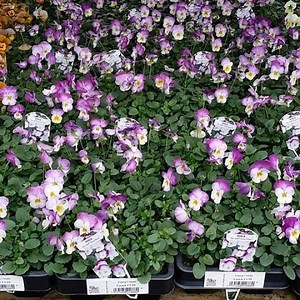 Plants of the moment, including Acer 'Starfish', Forsythia 'Show Off', Senetti, Charity Rose 'Time to Live' and 6-Pack Violas (and Pansies) ... featured plants available now! | Buckingham Nurseries and Garden Centre | Facebook
