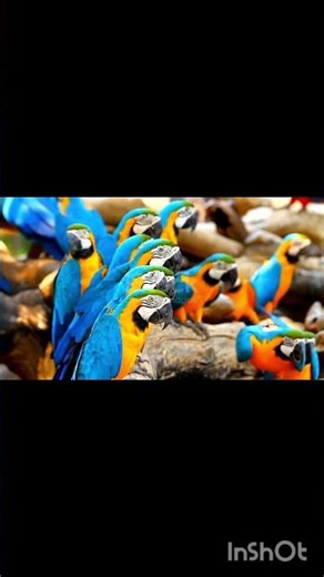 🧑‍🍳butiful👨‍🌾birds#parot#colurful#birds#song#chempakapoomeniyanu#vedeo#short#viral#feed#