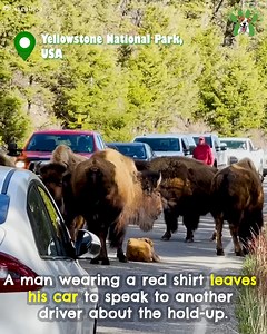 Man Has Close Call With Herd Of Bison! A baby bison has taken a nap on a busy road in Yellowstone National Park. A man steps out of his car to speak with another driver. But he may not know how dangerous a herd of bison can be when they are threatened...🦬😳🙀 | Dog Kindness