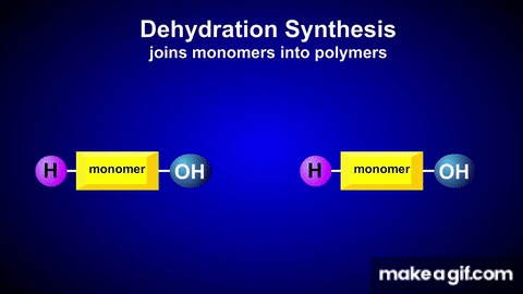 Hydrolysis and Dehydration Synthesis on Make a GIF