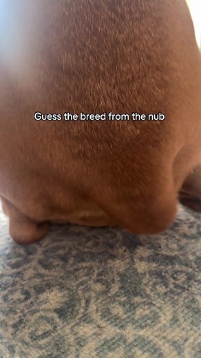 Guess the Breed from the Nub: Cute Small Dog Challenge