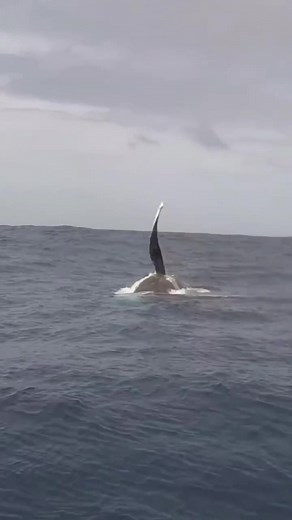 When all the male 🐋 whales pursue￼one female, the snorkeling gets crazy. In nature it's called a HEAT RUN!