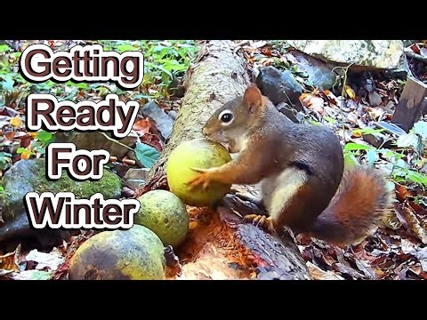 Red Squirrel Shows How to Husk a Walnut #squirrel