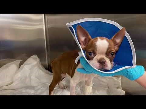 Boston Terrier Rescue East Tennessee Forever Foster - Laney Mae