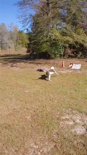 Team Corally Shiroi is more than a SC truck! #rcbasher #teamcorally #rc