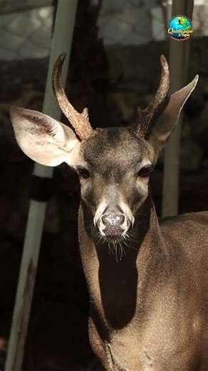 🦌 Por qué el venado se queda inmóvil (no es lo que imaginas)