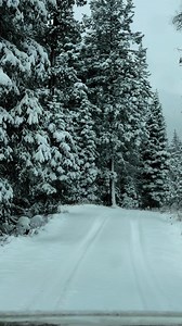 30K views · 722 reactions | Mountain Lion  One of our favorite things to do is search for lion tracks and hope for the perfect photo opportunity  #colorado #mountainlion | High Altitude Pagosa | Facebook