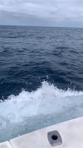 4.3K views · 76 reactions | Exmouth, Aus - Peak Sportfishing released a Black Marlin and 25 Sailfish over 2-Days. | Billfish Report LIVE | Facebook