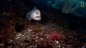 407K views · 1.6K shares | Not only are wolf eels master predators, they’re also incredible parents! | National Geographic Animals | Facebook