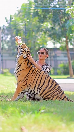 🐅 Adventure Would you get in a cage with a 🐅??? | Rocsi Diaz