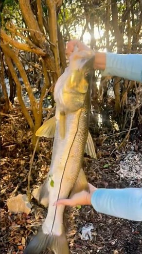 Snook Catch, Clean, & Cook!!