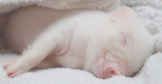 Baby Pig: 5 Unforgettable Facts and 5 Precious Piglet Pictures