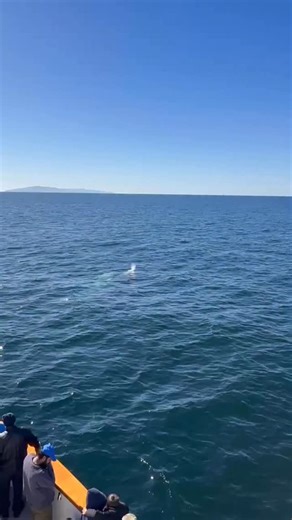 It’s shaping up to be a great weekend for whale watching! Check out this encounter Channel Islands Whale Watching had recently with gray whale! 🐋 ❤️ 🐋 | Channel Islands Harbor