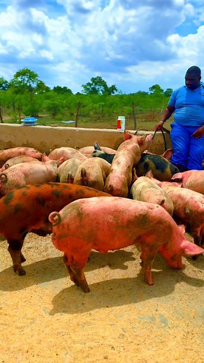 Learn to learn so that u may relearn | kalos meats butcheries. abbatoir and farms