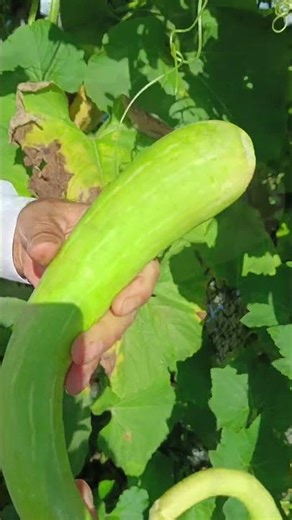 Bottle Gourds Growing in UK