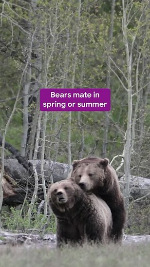 The Fluffy World of Bears