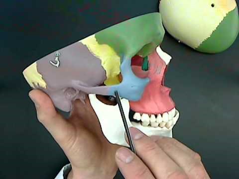 bones of the head color skull.wmv